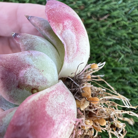 カシオ赤錦 多肉植物 韓国苗 抜き苗 発根済 6枚目の画像