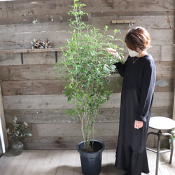 立派♡シマトネリコ♡シンボルツリー♡観葉植物♡インテリア♡ガーデニング 11枚目の画像