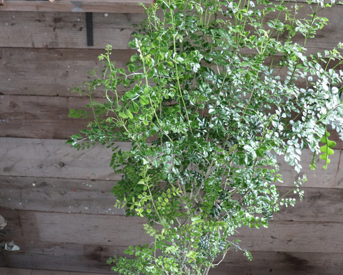 d3557eec88dee18b46ce93dbb64ee5