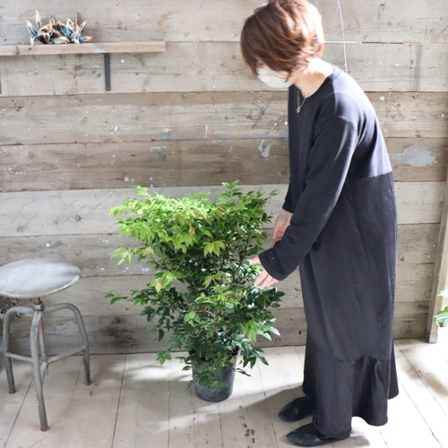 ジャボチカバ。四季成り。果樹。鉢ごと無料で発送致します。 ジャボチカバ。四季成り。果樹。鉢ごと無料で発送致します