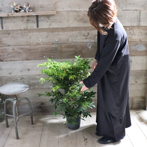ジャボチカバ。四季成り。果樹。鉢ごと無料で発送致します。 ジャボチカバ。四季成り。果樹。鉢ごと無料で発送致します