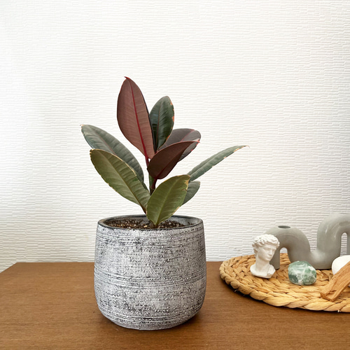 1点限定販売☆観葉植物 フィカスルビー インテリアグリーン