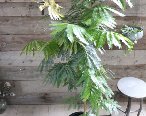 エバーフレッシュ♡10号♡空気清浄の木♡夜眠る♡観葉植物