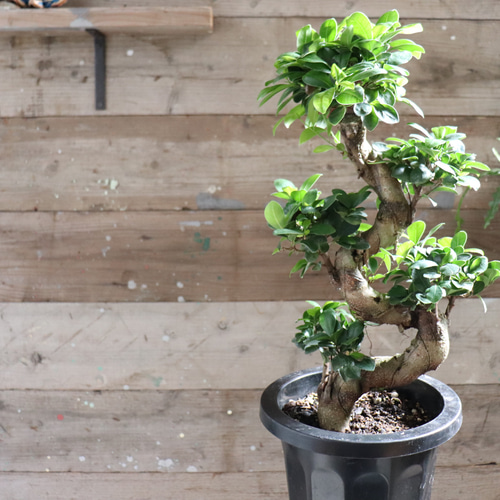 曲がり木ガジュマル♡立派♡8号♡観葉植物♡精霊が宿る木 アート