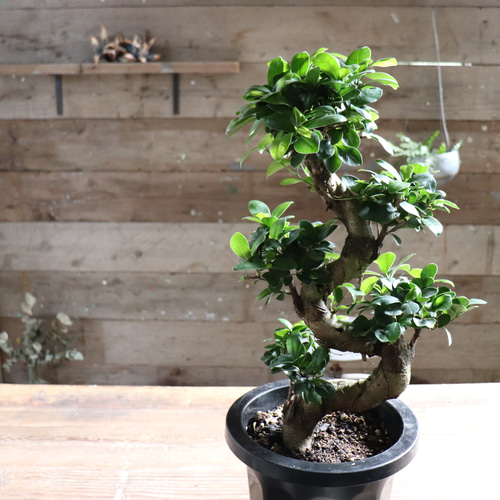 曲がり木ガジュマル♡立派♡8号♡観葉植物♡精霊が宿る木 アート