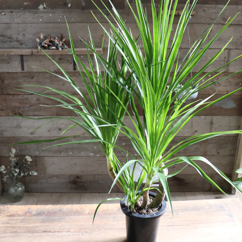 ドラセナ カンボジアーナ♡観葉植物♡立派♡ガーデニング アート