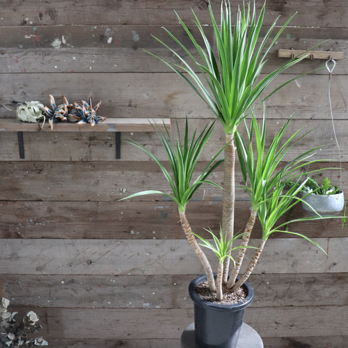 現品　ドラセナ　カンボジアーナ　1番　観葉植物　インテリア　ドライガーデン 現品 ドラセナ カンボジアーナ 1番 観葉植物 ドライガーデン