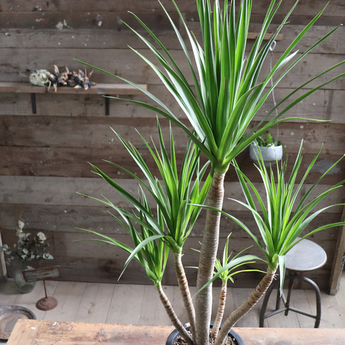 ドラセナ カンボジアーナ♡観葉植物♡立派♡ガーデニング アート