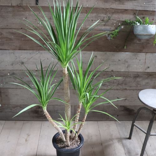 ドラセナ カンボジアーナ♡観葉植物♡立派♡ガーデニング アート