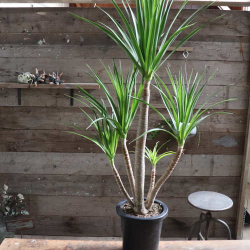 ドラセナ カンボジアーナ♡観葉植物♡立派♡ガーデニング アート