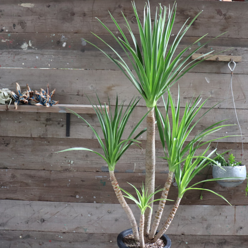 ドラセナ カンボジアーナ♡観葉植物♡立派♡ガーデニング アート