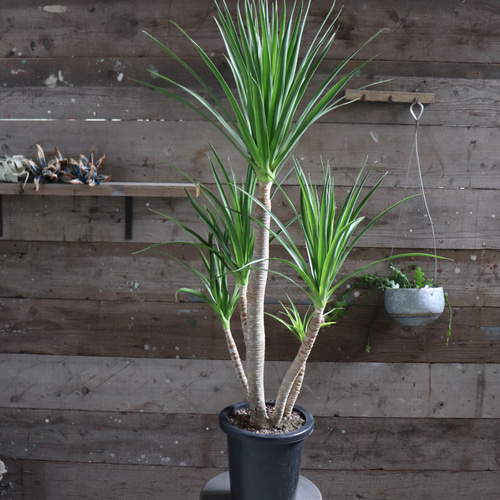 ドラセナ カンボジアーナ♡観葉植物♡立派♡ガーデニング アート