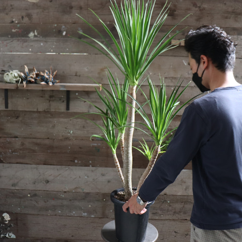 ドラセナ カンボジアーナ♡観葉植物♡立派♡ガーデニング アート