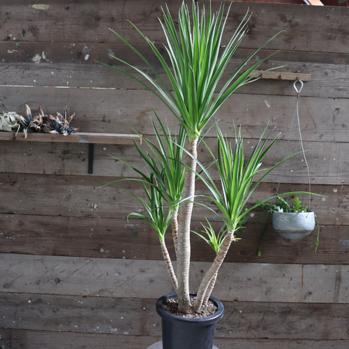 ドラセナ カンボジアーナ♡観葉植物♡立派♡ガーデニング アート