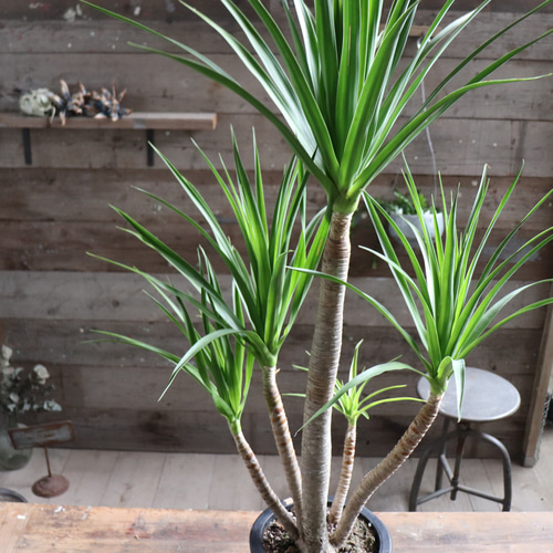 ドラセナ カンボジアーナ♡観葉植物♡立派♡ガーデニング アート