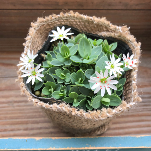 雪花火♡シコタンハゴベ♡花火みたいなこ白花♡毎年咲きます♡グランドカバーに♡満開になる 4枚目の画像