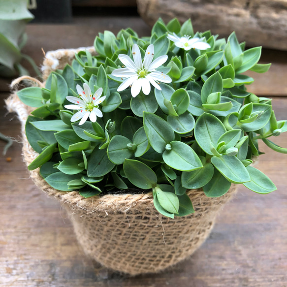 雪花火♡シコタンハゴベ♡花火みたいなこ白花♡毎年咲きます♡グランドカバーに♡満開になる 3枚目の画像