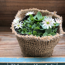 雪花火♡シコタンハゴベ♡花火みたいなこ白花♡毎年咲きます♡グランドカバーに♡満開になる 8枚目の画像