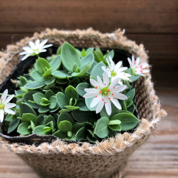 雪花火♡シコタンハゴベ♡花火みたいなこ白花♡毎年咲きます♡グランドカバーに♡満開になる 2枚目の画像