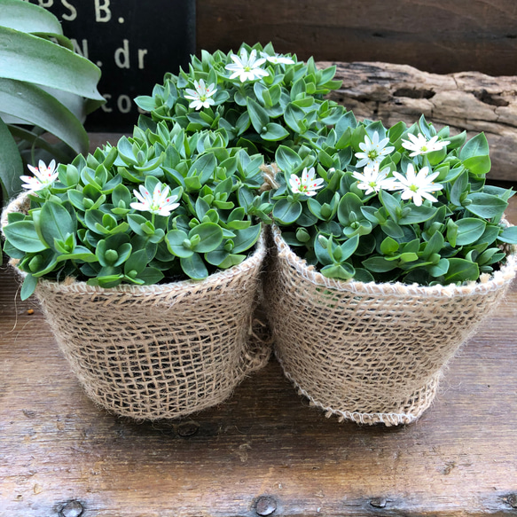 雪花火♡シコタンハゴベ♡花火みたいなこ白花♡毎年咲きます♡グランドカバーに♡満開になる 12枚目の画像