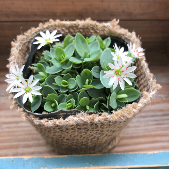 雪花火♡シコタンハゴベ♡花火みたいなこ白花♡毎年咲きます♡グランドカバーに♡満開になる 11枚目の画像