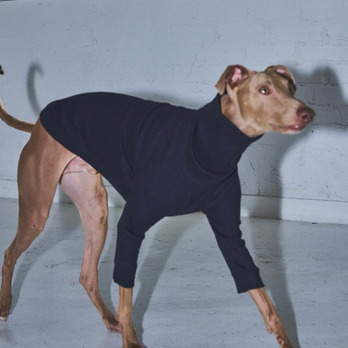 Waffle Turtleneck Shirts -Navy ミニピン/イタグレ/トイマン ペット服