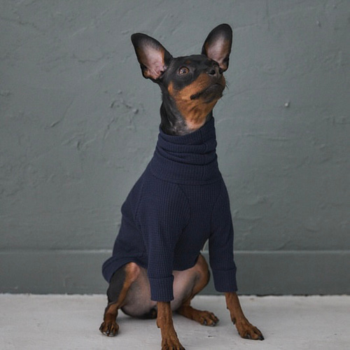 Waffle Turtleneck Shirts -Navy ミニピン/イタグレ/トイマン