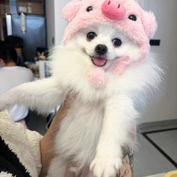 可愛い猫犬　ワンチャン　ニャーチャン　ペット用　豚帽子 4枚目の画像