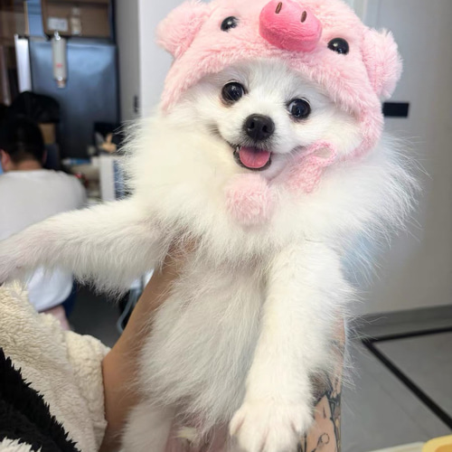 可愛い猫犬 ワンチャン ニャーチャン ペット用 豚帽子 ペット服