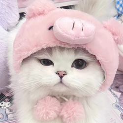 可愛い猫犬　ワンチャン　ニャーチャン　ペット用　豚帽子 7枚目の画像