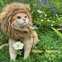 可愛い猫犬　ワンチャン　ニャーチャン　ペット用　獅子ライオン帽子 3枚目の画像