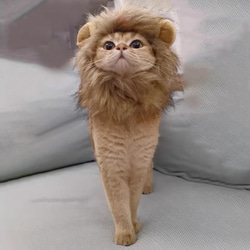 可愛い猫犬　ワンチャン　ニャーチャン　ペット用　獅子ライオン帽子 6枚目の画像