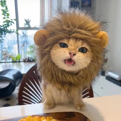 可愛い猫犬　ワンチャン　ニャーチャン　ペット用　獅子ライオン帽子 1枚目の画像