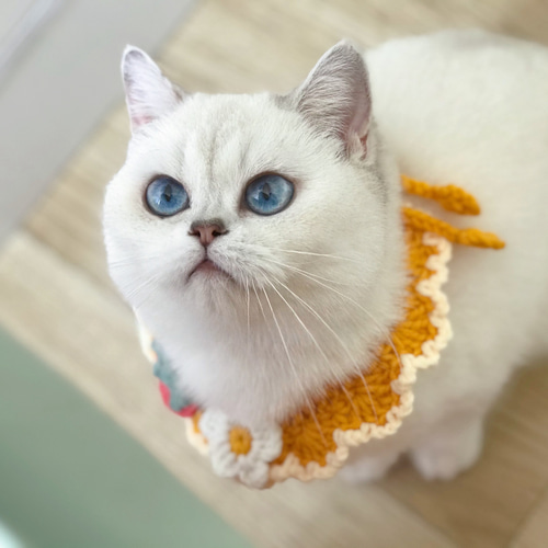 カメリア柄(ベージュ)わんちゃん猫ちゃん用襟付き首輪 クラシックセピア、わんちゃん猫ちゃん用襟付き首輪 クラシックセピア