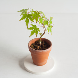 ミニ盆栽 石化ヒノキ (セッカヒノキ) 盆栽 ikona 通販 19281563