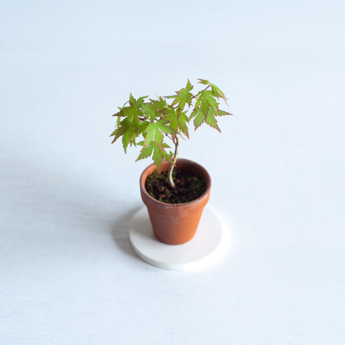 もみじ様　オーダー品 あけ様オーダー依頼品 ミニ盆栽 紅葉 (モミジ) 実生 盆栽 ikona