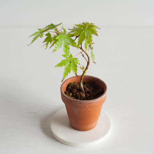 あけ様オーダー依頼品 ミニ盆栽 紅葉 (モミジ) 実生 盆栽 ikona 通販
