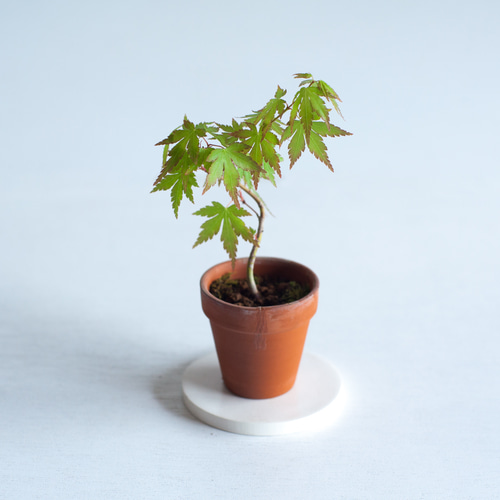 あけ様オーダー依頼品 ミニ盆栽 紅葉 (モミジ) 実生 盆栽 ikona 通販