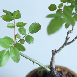 ミニ盆栽 ミニ薔薇 (ミニバラ) 5枚目の画像