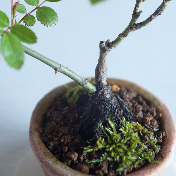 ミニ盆栽 ミニ薔薇 (ミニバラ) 6枚目の画像