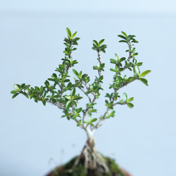 ミニ盆栽 香丁木 (コウチョウギ) 4枚目の画像