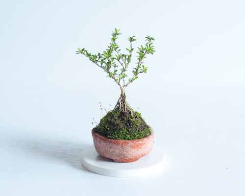 美功　ミニ盆栽 2025年 数量限定】京都小鉢（ミニ盆栽）京桜シリーズ おむろ盆桜