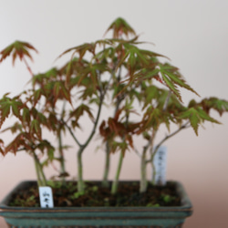 4-4　小品盆栽　山モミジ　寄せ植え　モミジの林の風景　紅葉が楽しめる 1枚目の画像