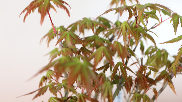 4-4　小品盆栽　山モミジ　寄せ植え　モミジの林の風景　紅葉が楽しめる 2枚目の画像