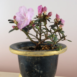 4-2　紫ツツジ　小品盆栽　開花中　かわいいです。 1枚目の画像