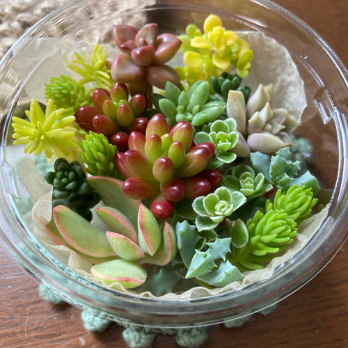 再販 多肉植物 カット苗 色々 寄せ植え セダム 多肉植物 GONZU 通販  