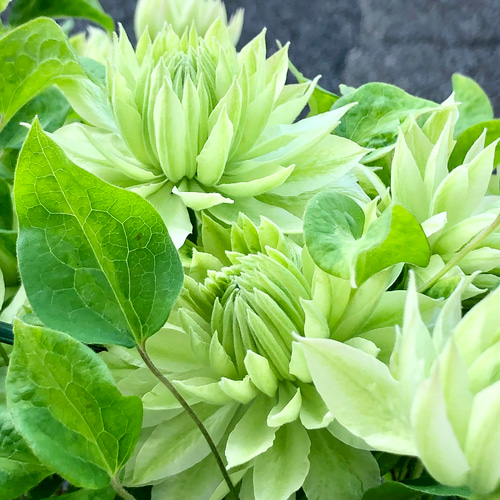 クレマチス 千の風 パテンス八重系つる性 宿根草 蕾沢山有り 約