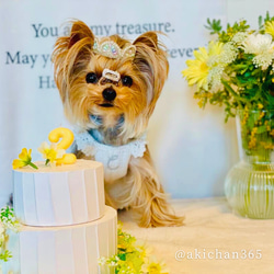 ミニ バースデーティアラ《超小型犬、猫、うさぎ》クラウン、王冠、誕生日 2枚目の画像