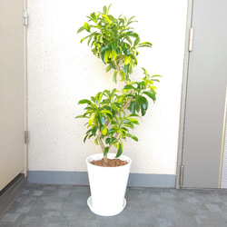 現品】入手困難 希少種 ファグラエア・ベルテロアナ・バリエガータ