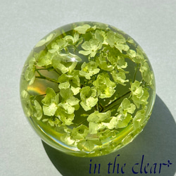 植物標本　スノーボール　薄緑色　レジン　５センチ球体 5枚目の画像